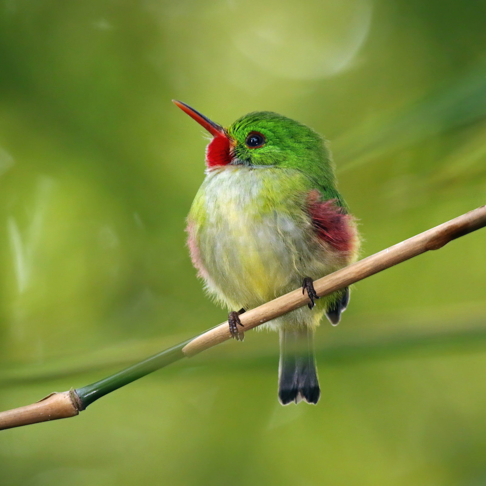 image Jamaican Tody